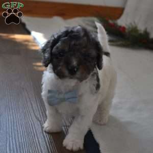 Nicholas, Forever Puppy